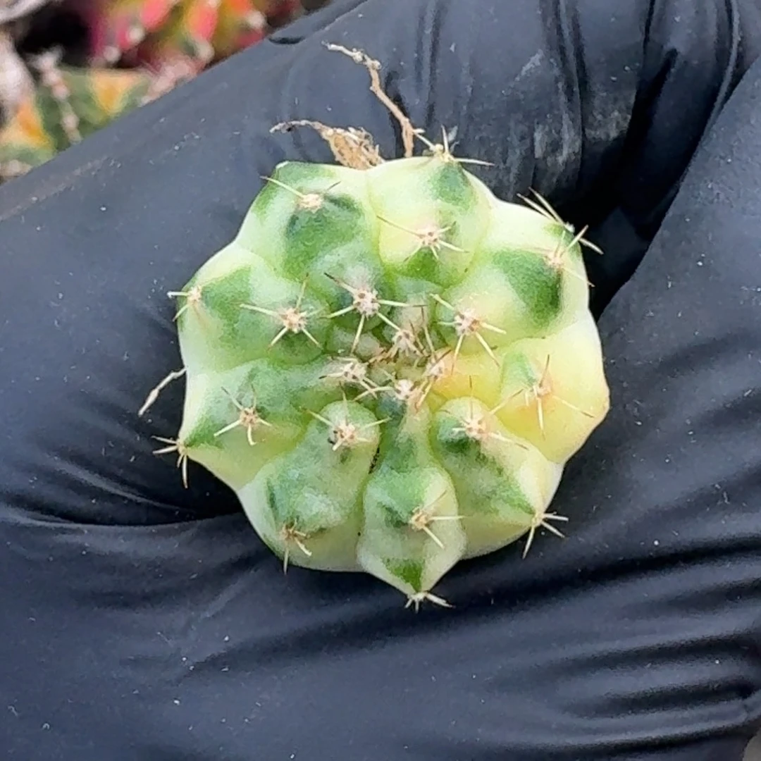 月亮皇冠侧芽米哈35号