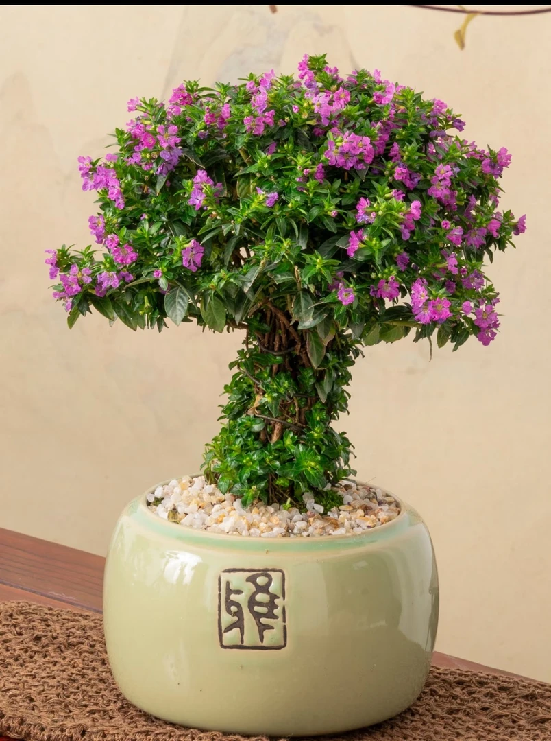 满天星棒棒糖盆栽多年生四季开花新手易养护