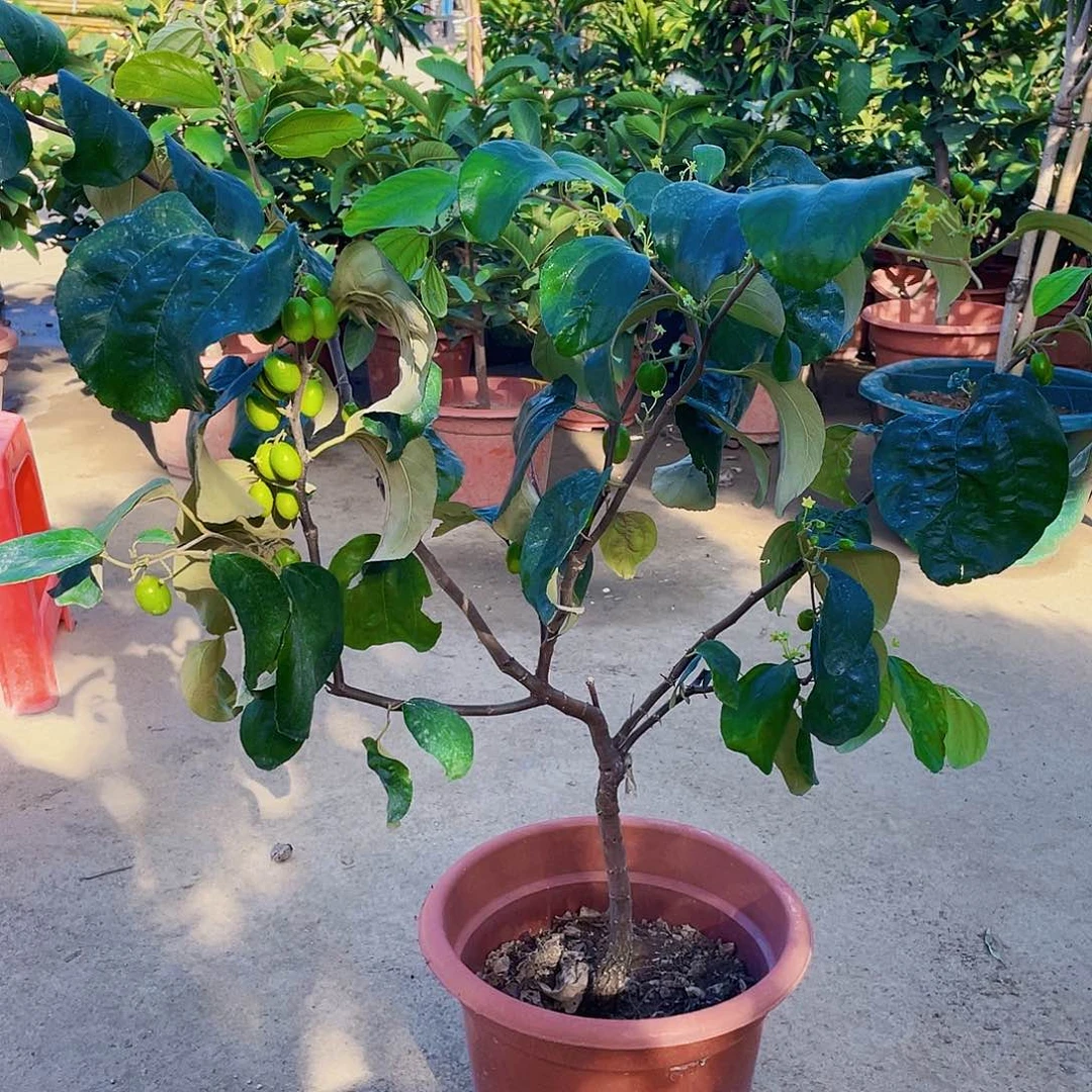 完全开放劉*1111111111