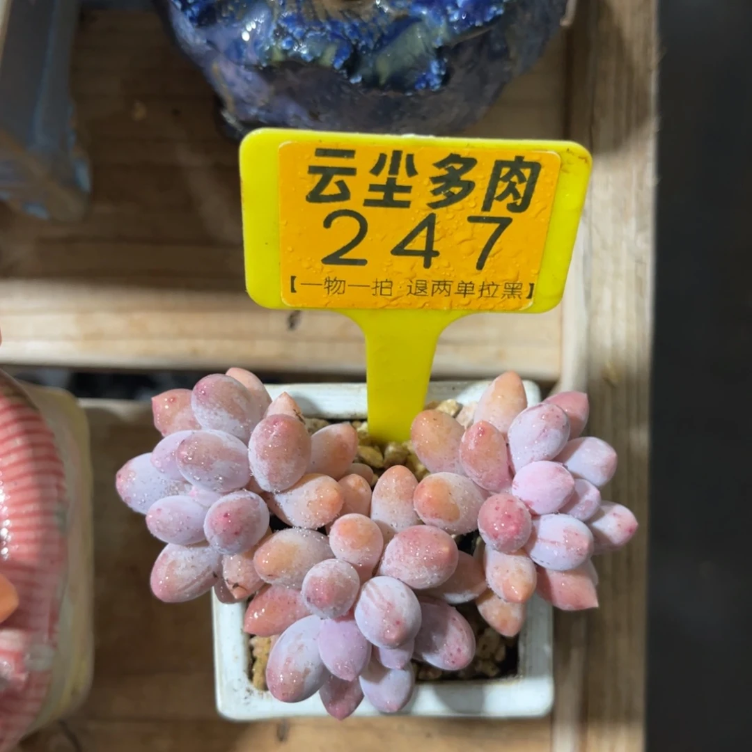 云尘多肉一物一拍247不含盆，
