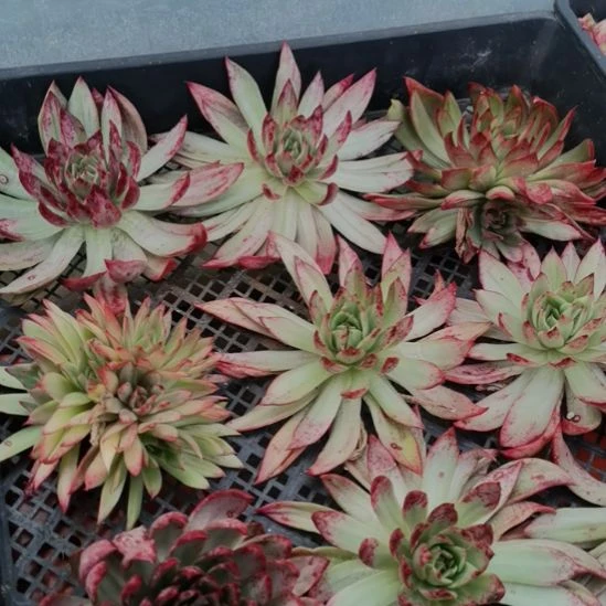 吉赛尔超白锦东云家里的