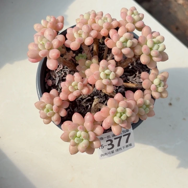 鱼子酱无盆土发货多肉多