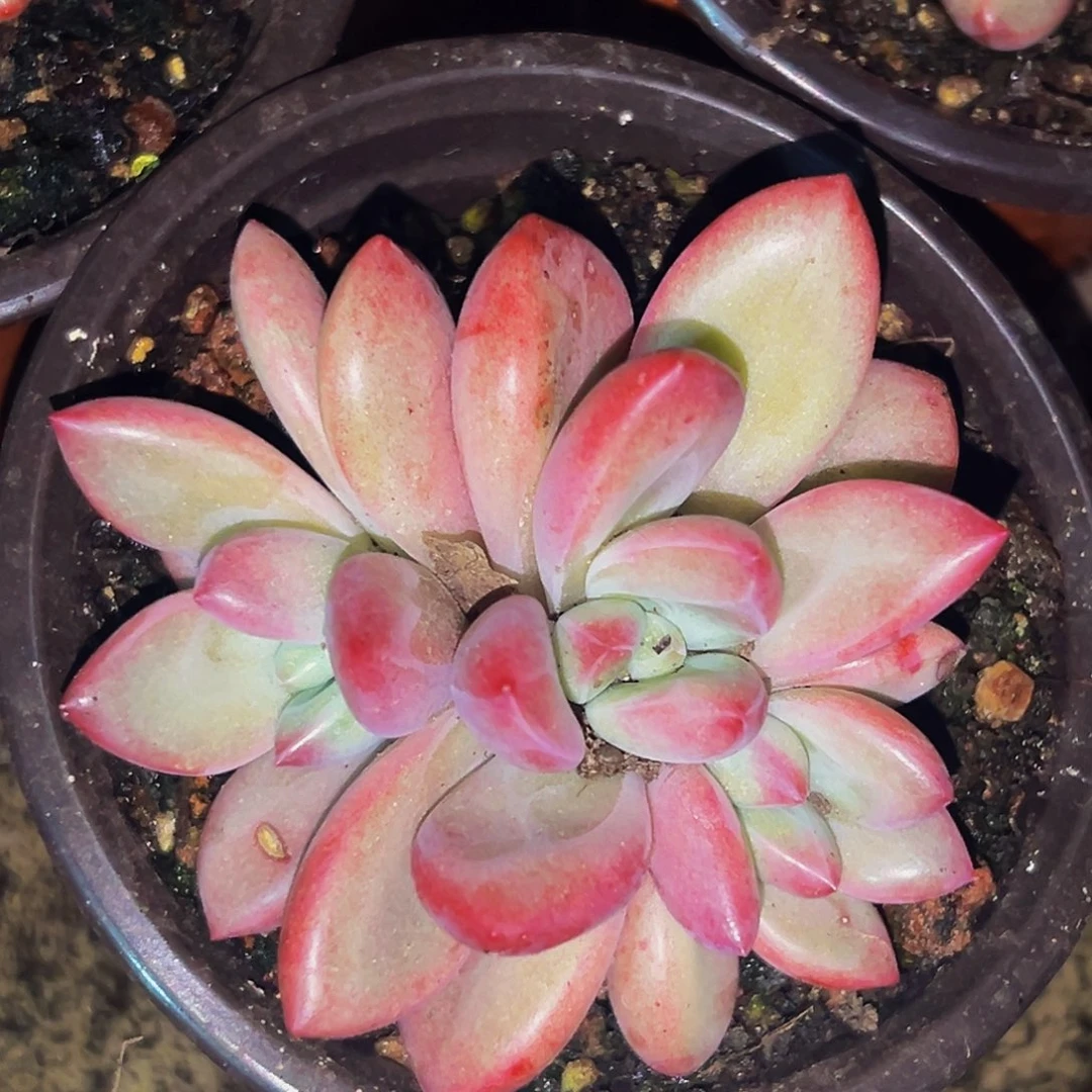 桔云多肉美人精品系列