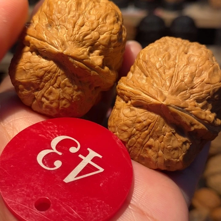 木质类粗筋霸王龙43尺寸