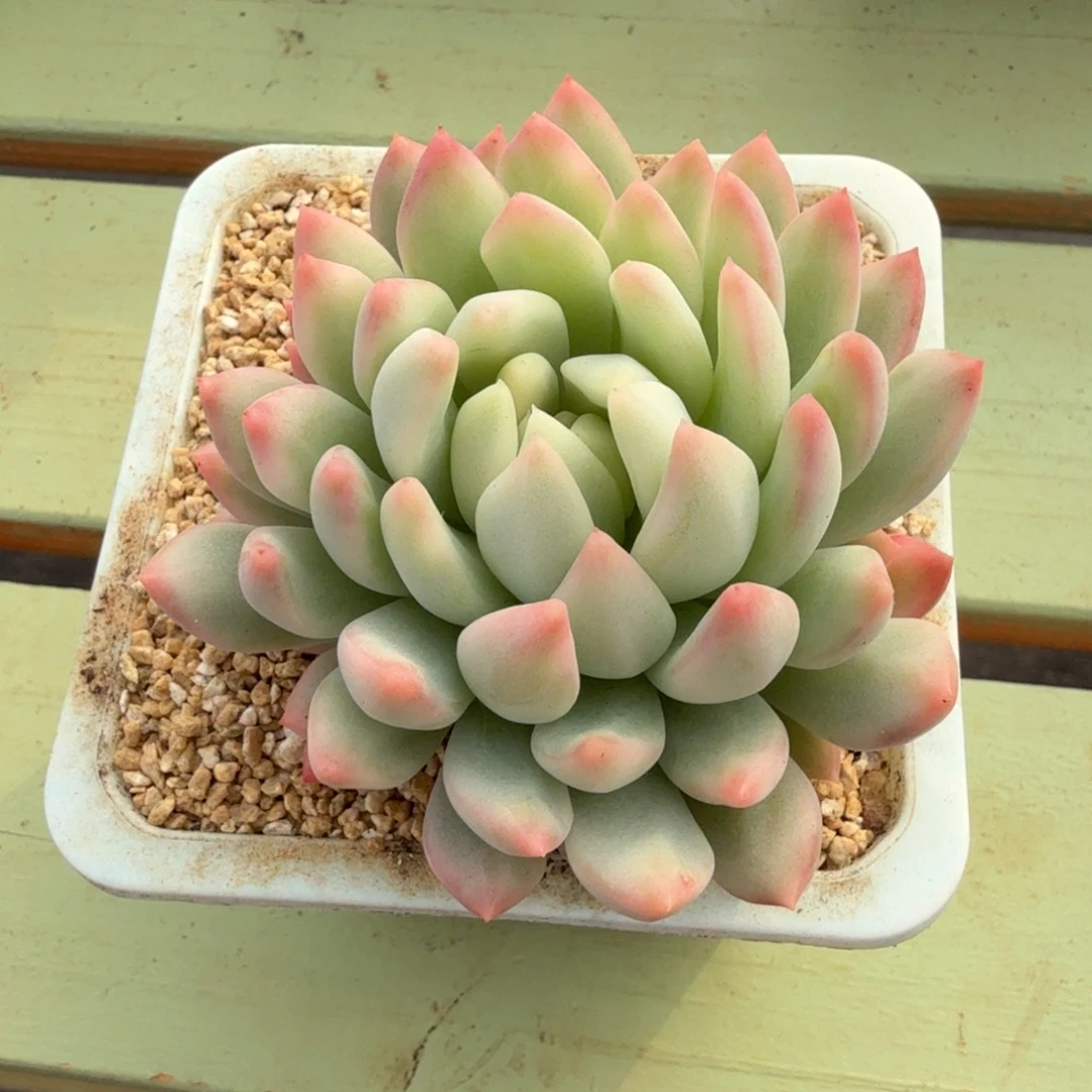 冰心公主锦锦上园艺一物一拍