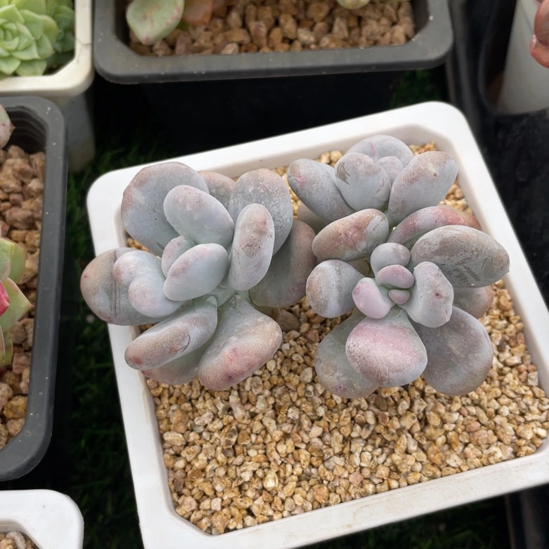 油煎丸子冠幅10 公分一物一拍