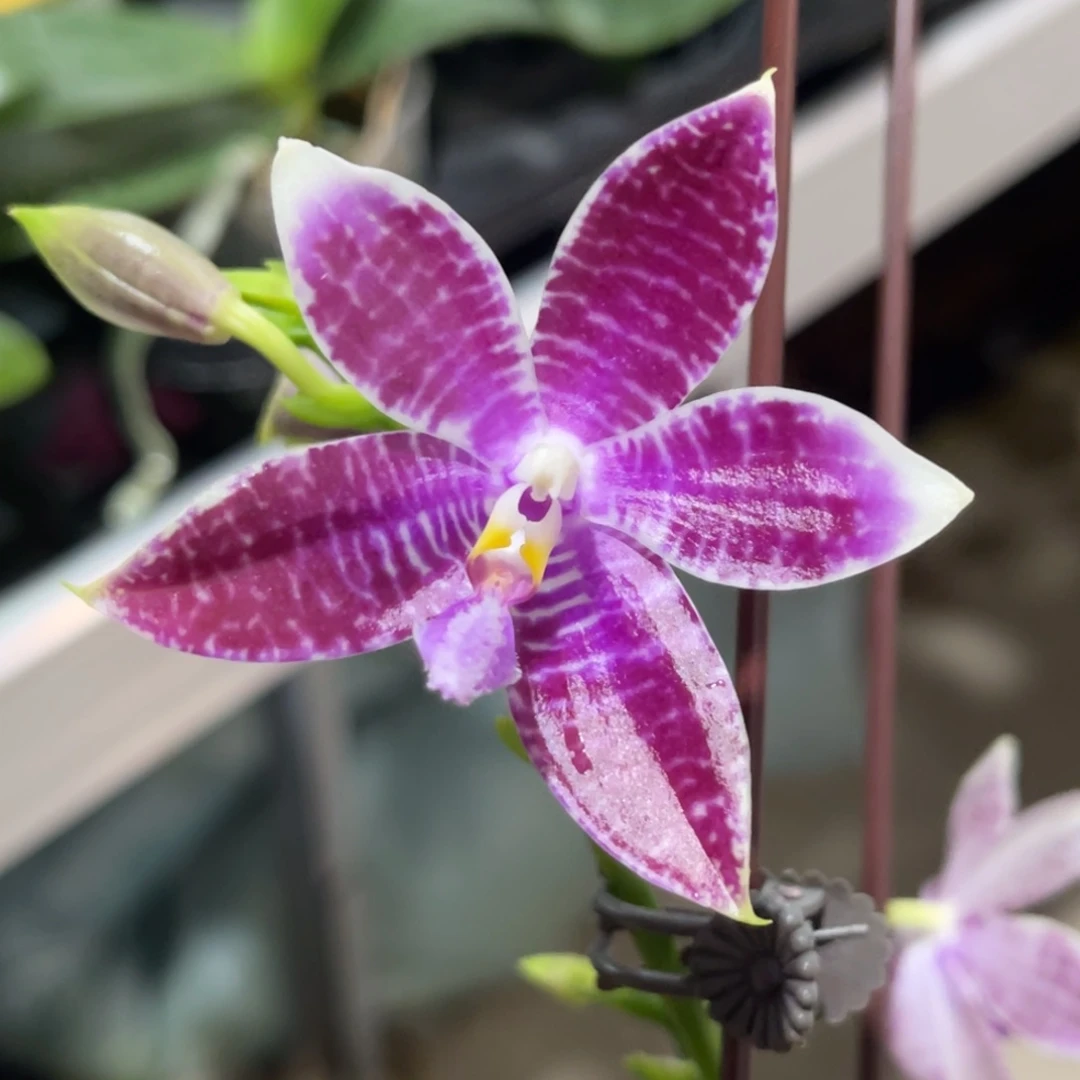 完全开放蓝盾蓝路帝-1263