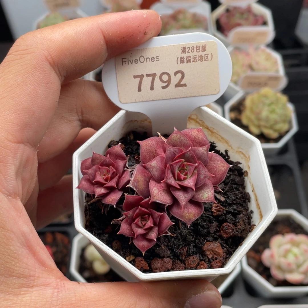 罗西玛7792-5.5厘米