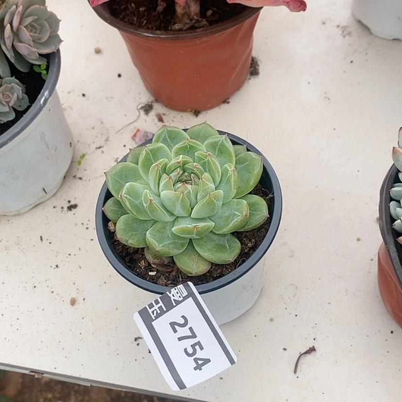【闪购商品】雪花珍妮2754