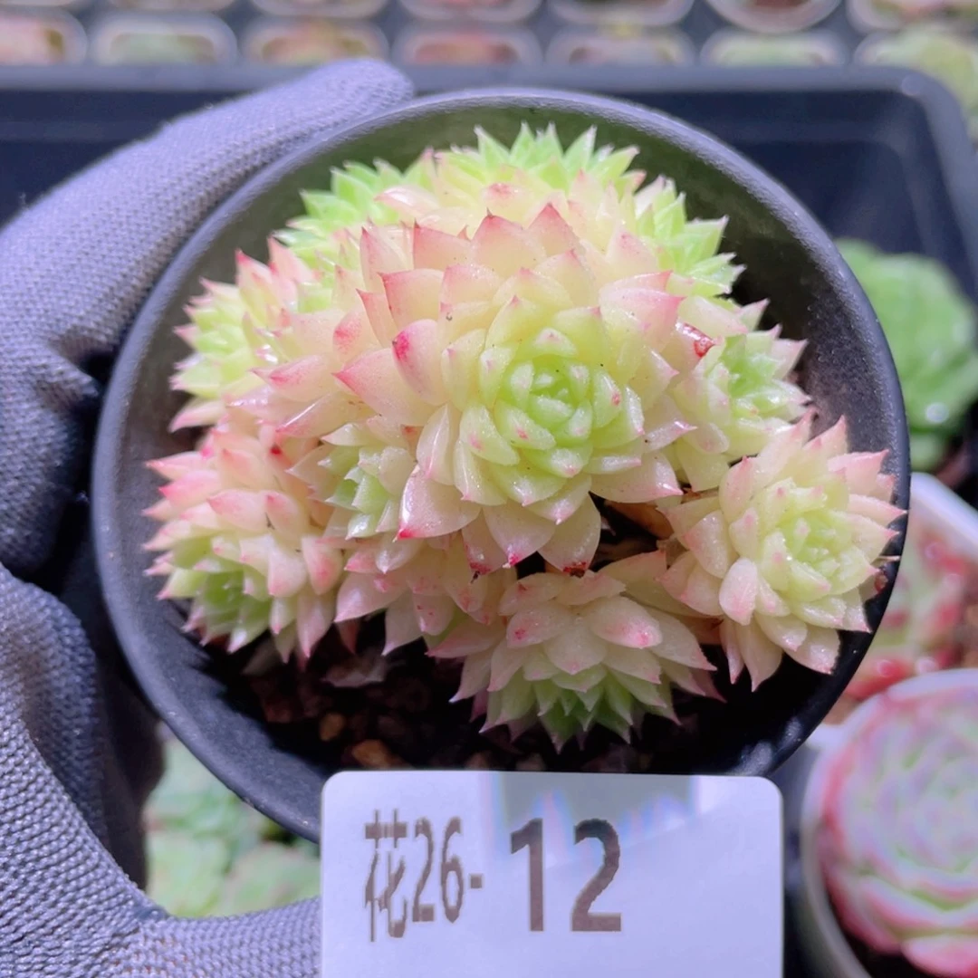 花利美26-12麦秆群