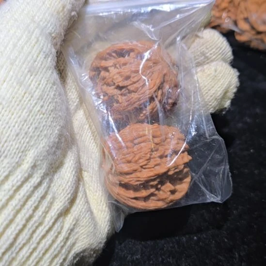 核桃哈哈哈哈哈哈哈