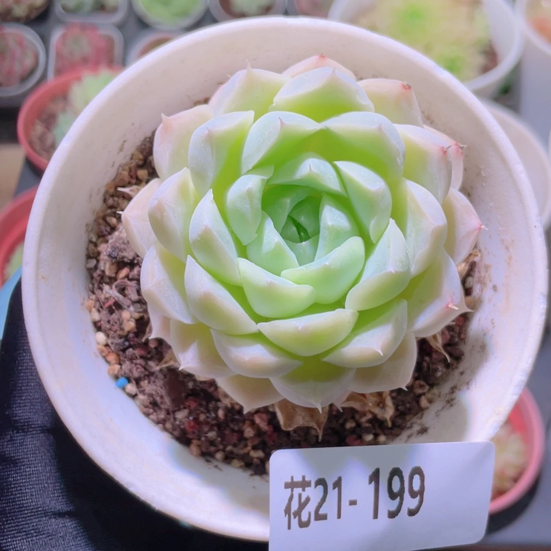 花利美21-199麦秆
