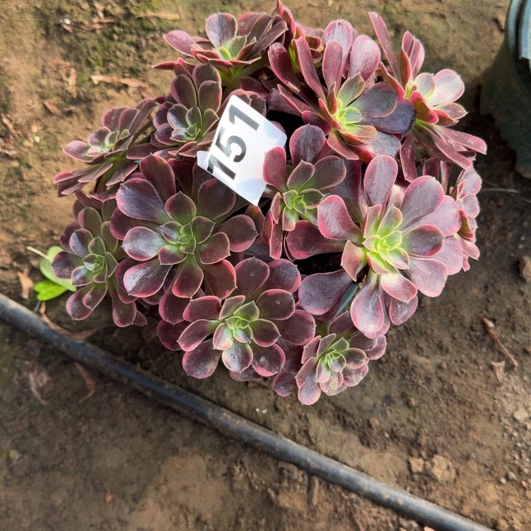 20-26法师幽兰公主1151