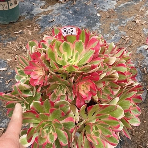 男神老桩捧花法师89