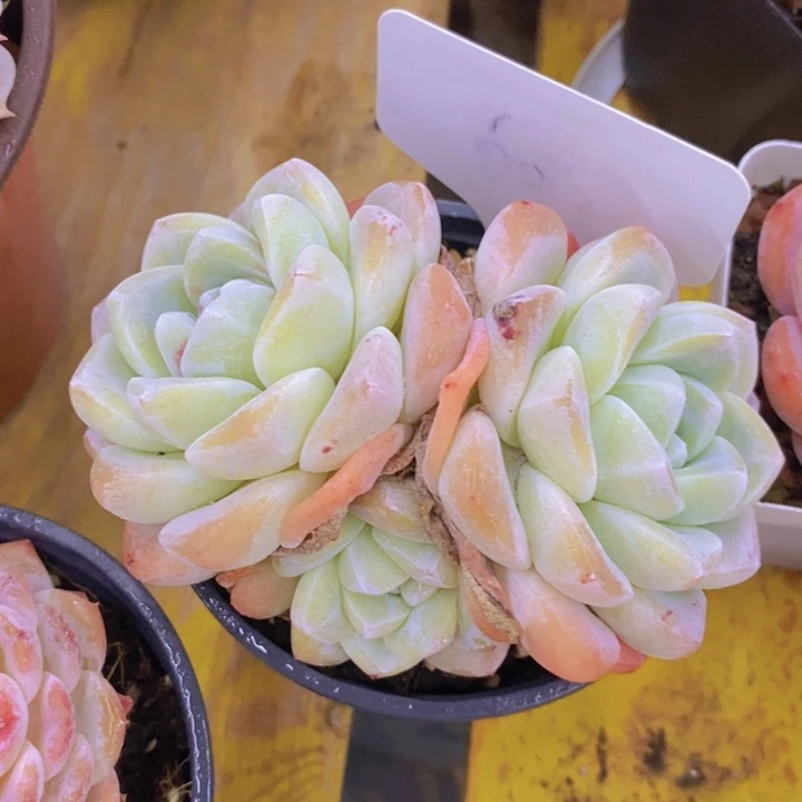 多肉植物，开心多肉