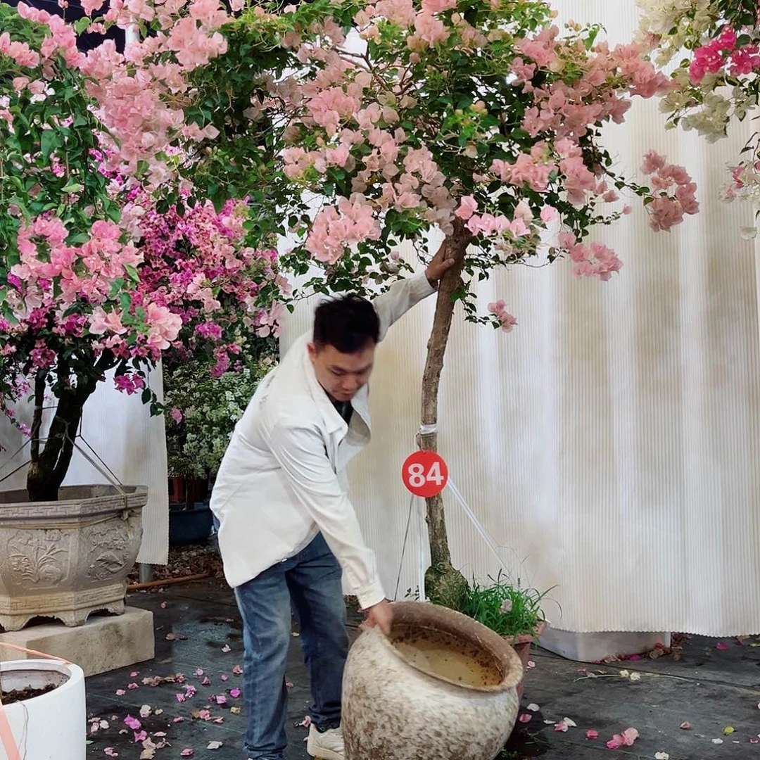 行***8完全开放三角梅22222222