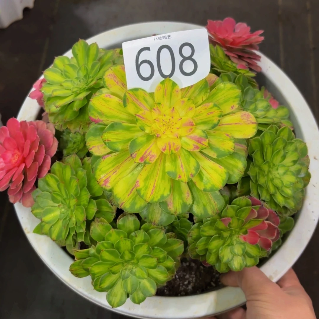 608多肉植物知否特价