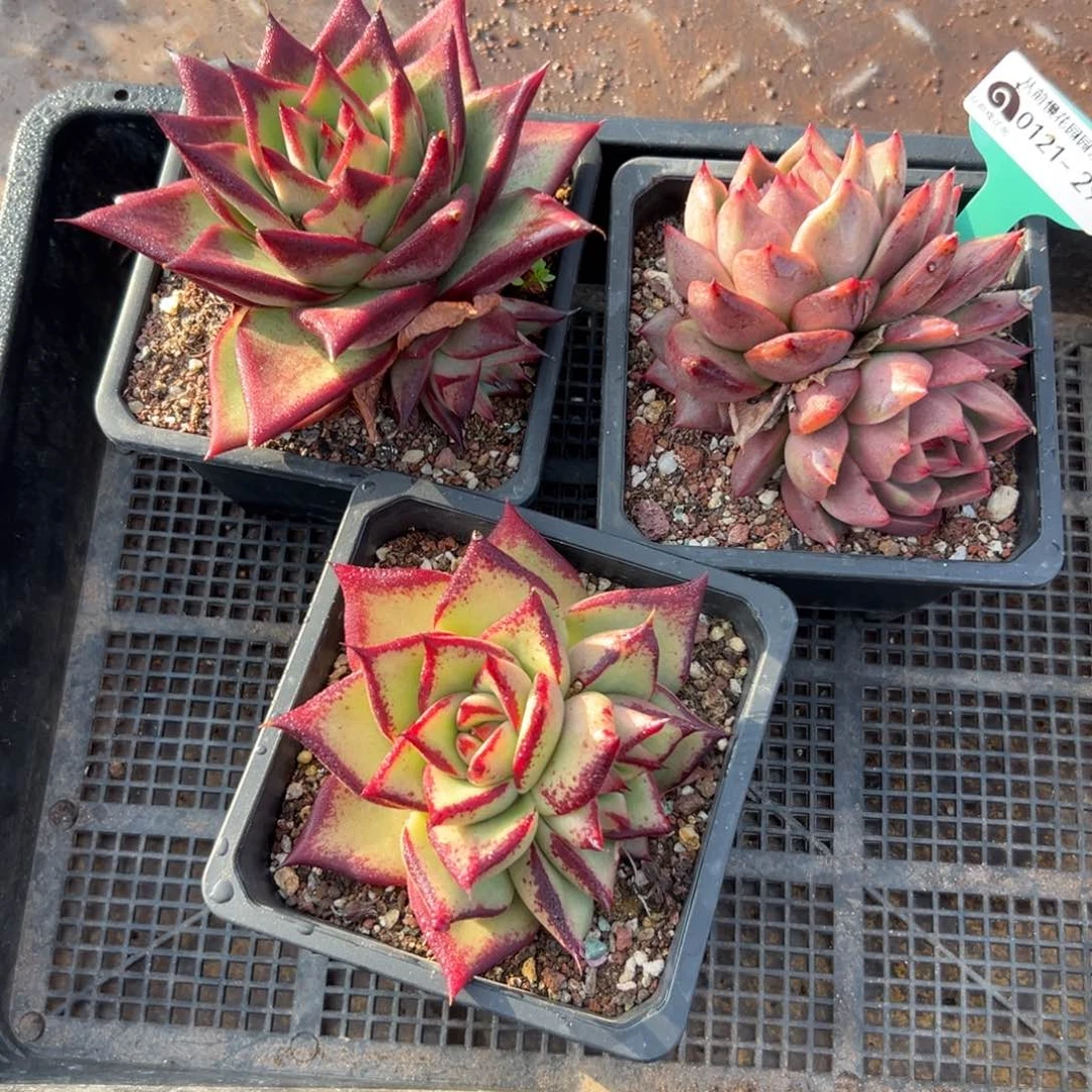 多肉一物一拍编号0121-29