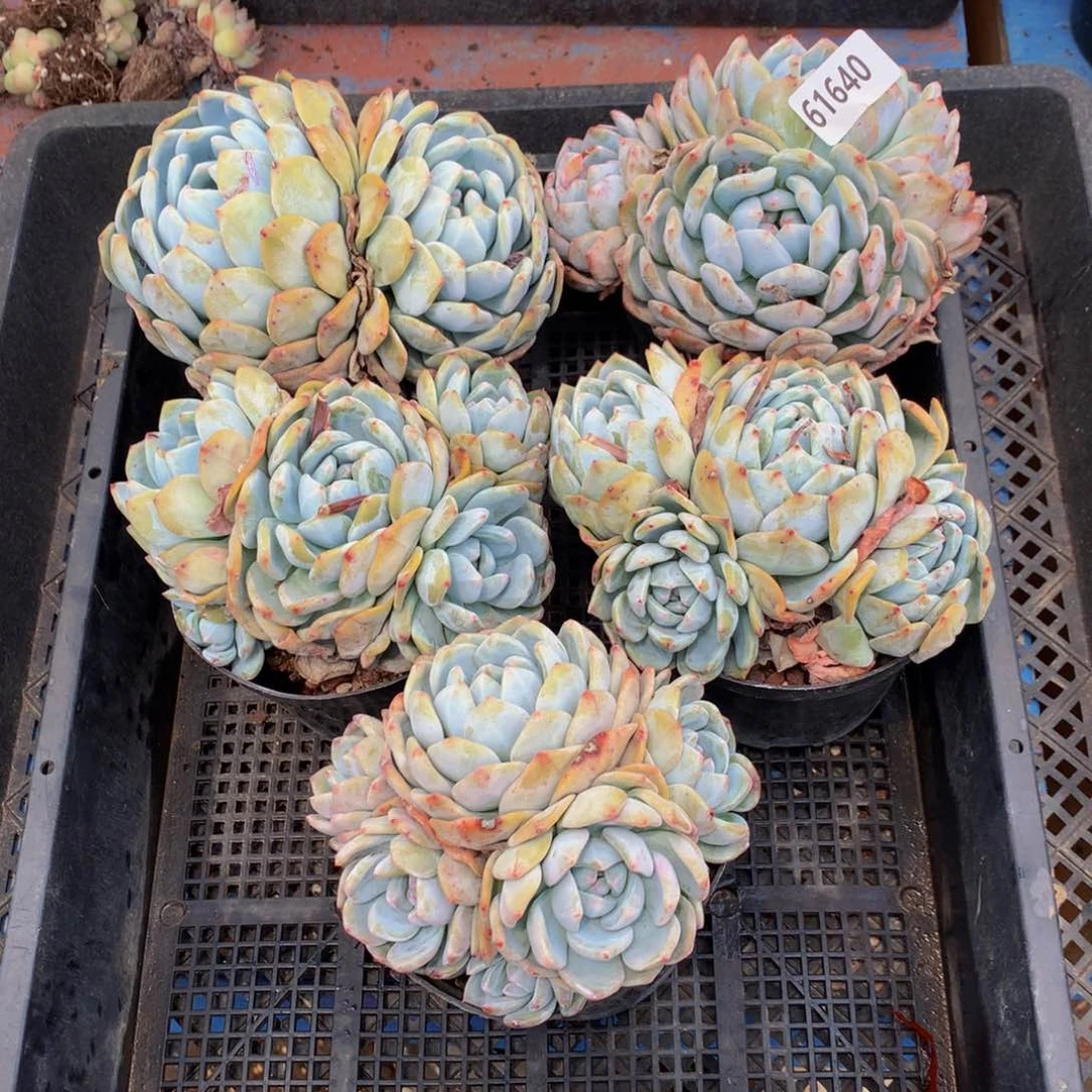 61640五个嗯嗯嗯嗯好喜欢