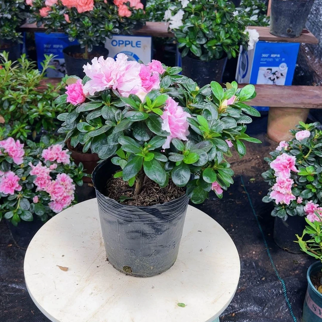【闪购商品】大部分花苞少量开放巴黎粉