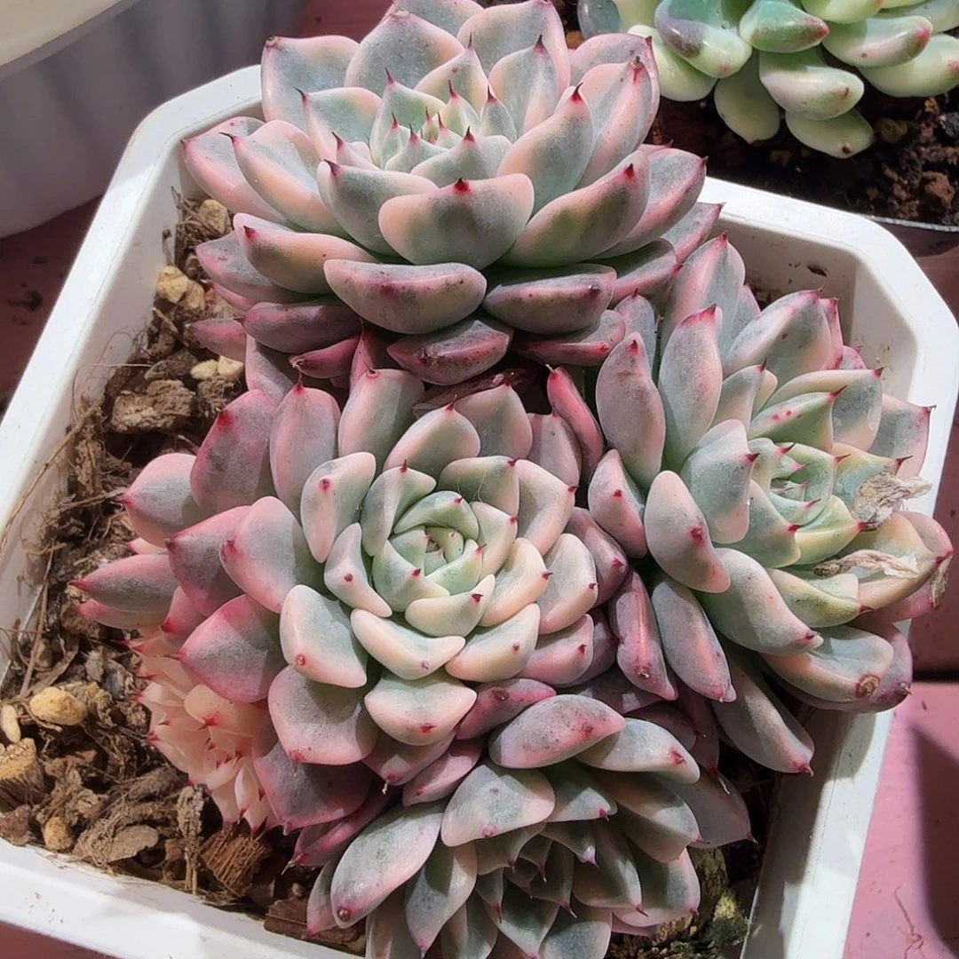 沙罗姬锦群，多肉植物