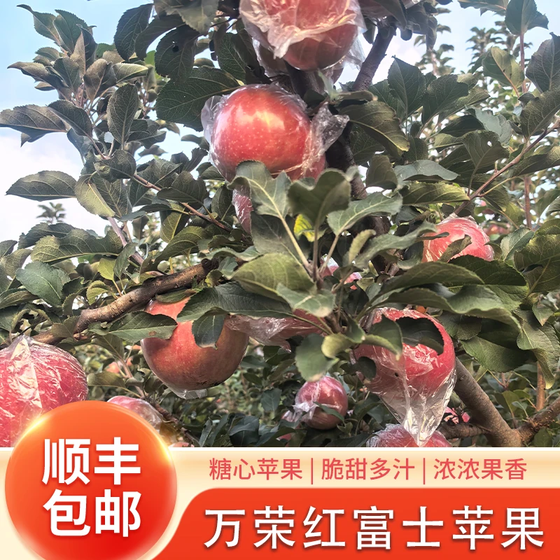 【顺丰包邮】正宗山西万荣红富士苹果脆甜冰糖心新鲜当季孕妇水果