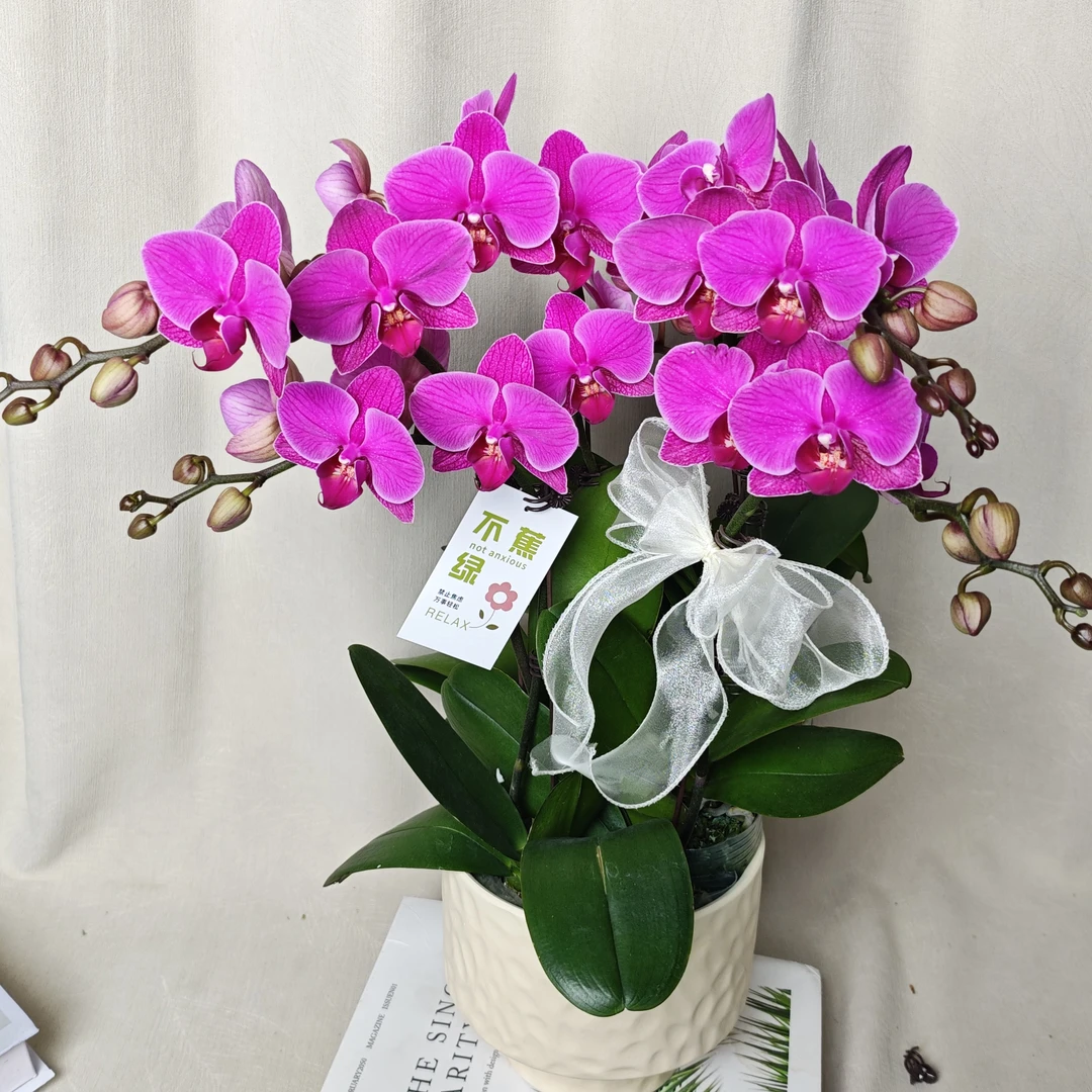 【鸿运】蝴蝶兰 经典年宵花  深紫红色系中大花 乔迁新婚开业送礼