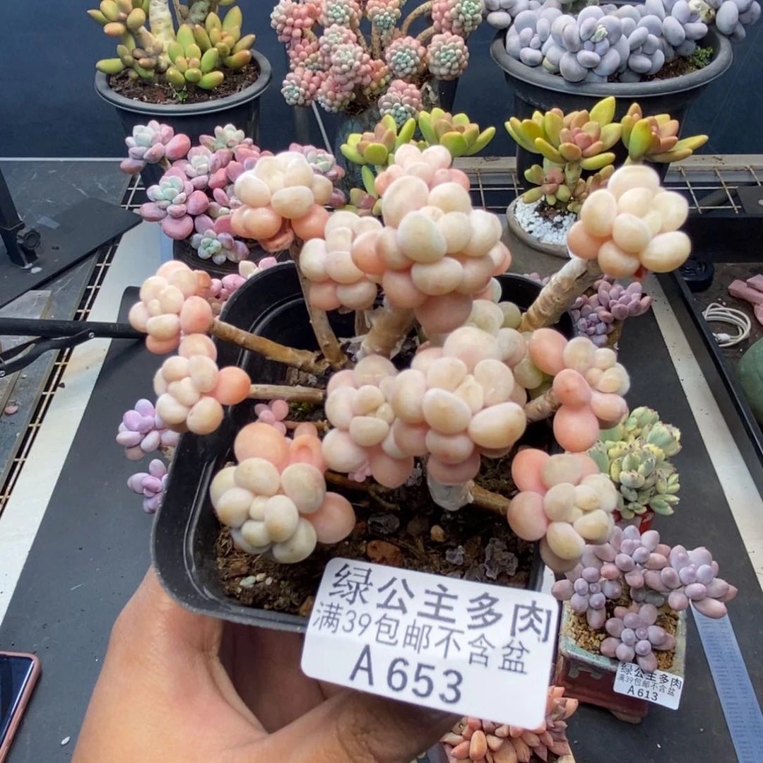 653花朵洛神多肉7c m