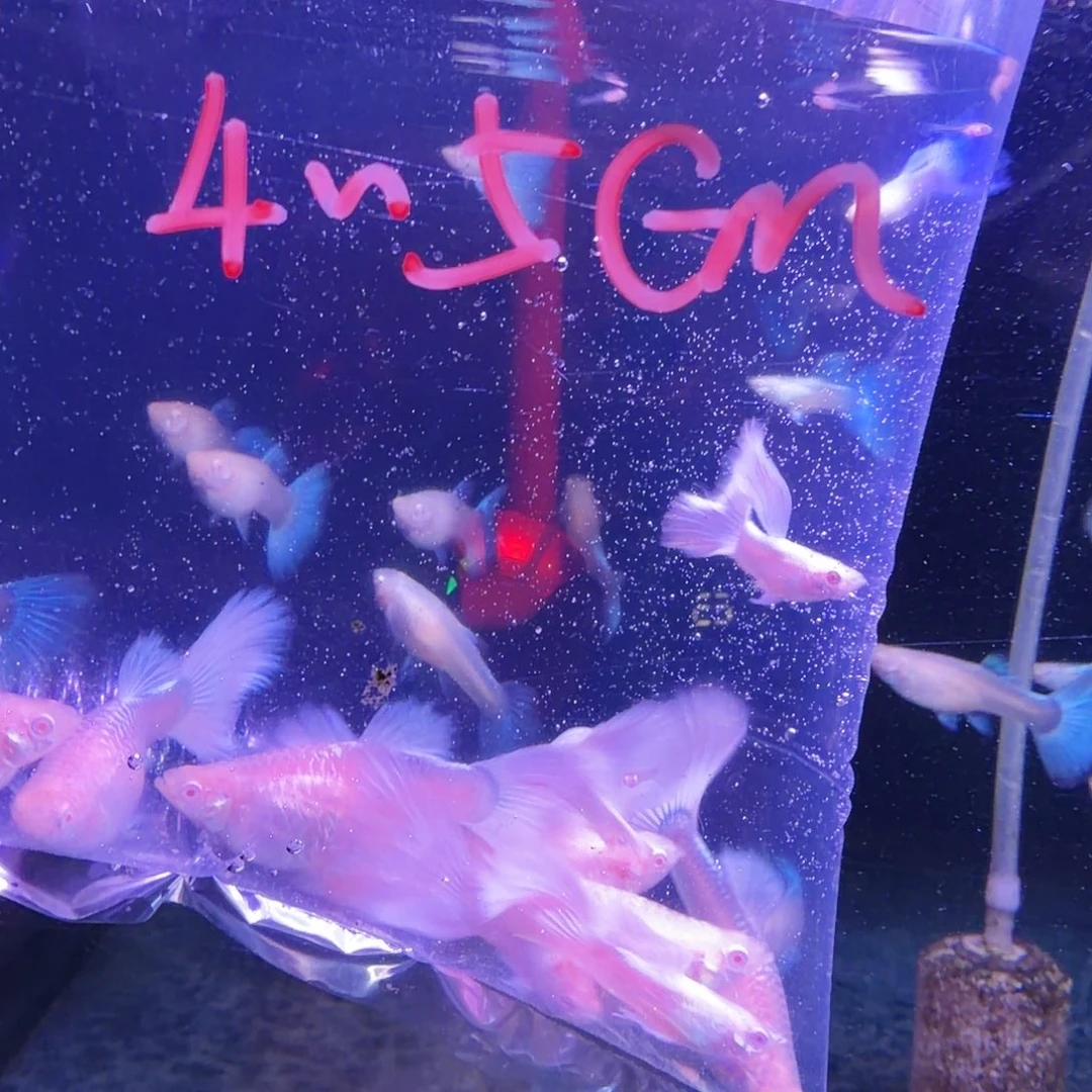 孔雀鱼大全白礼服3对(2对送1对备损)