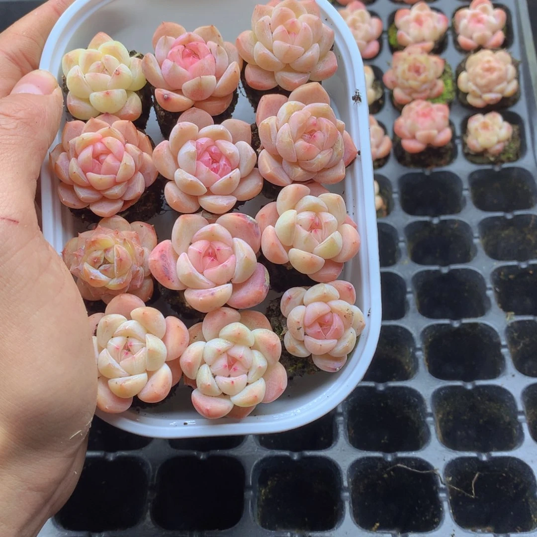 反反复复还是很开心083