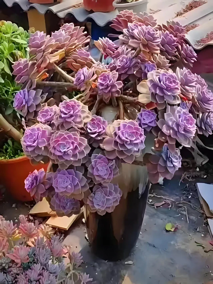 紫乐装箱（5号箱）断枝断头瑕疵不售后 多肉绿植园艺种植多肉办公室