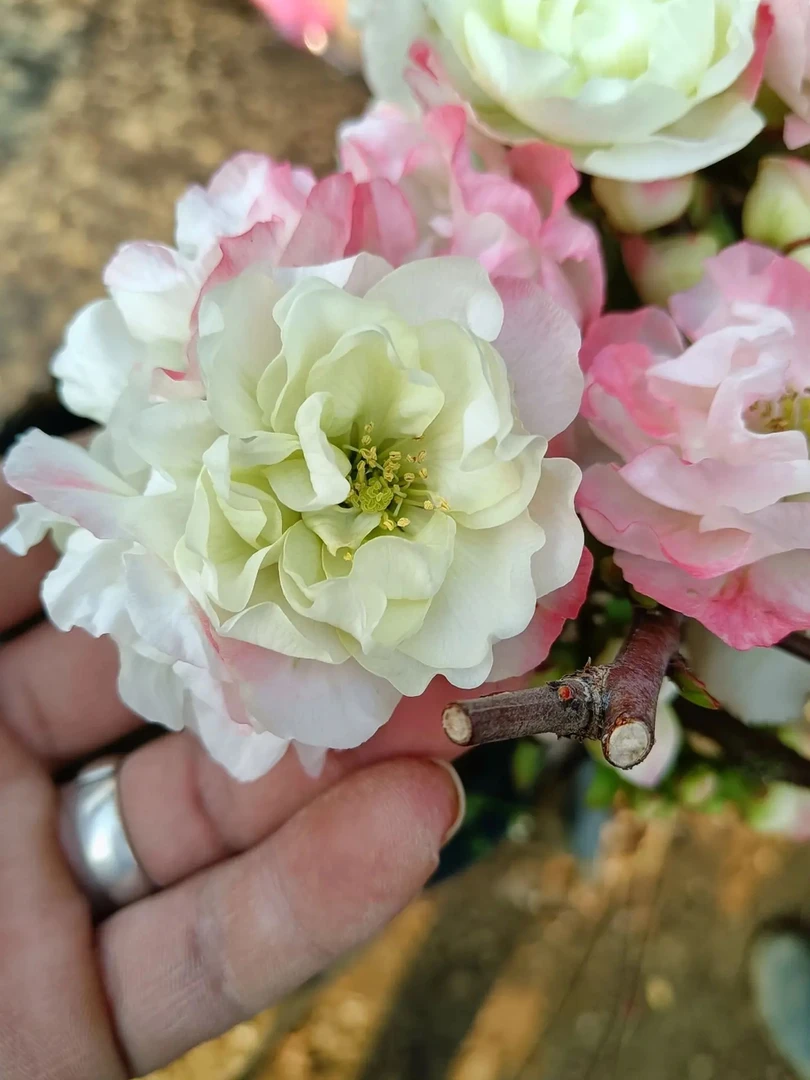 原生海棠花一物一拍专属链接