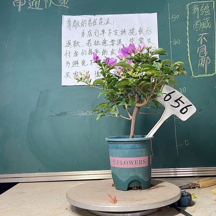 当前无花栽培后可以开花雪紫 656