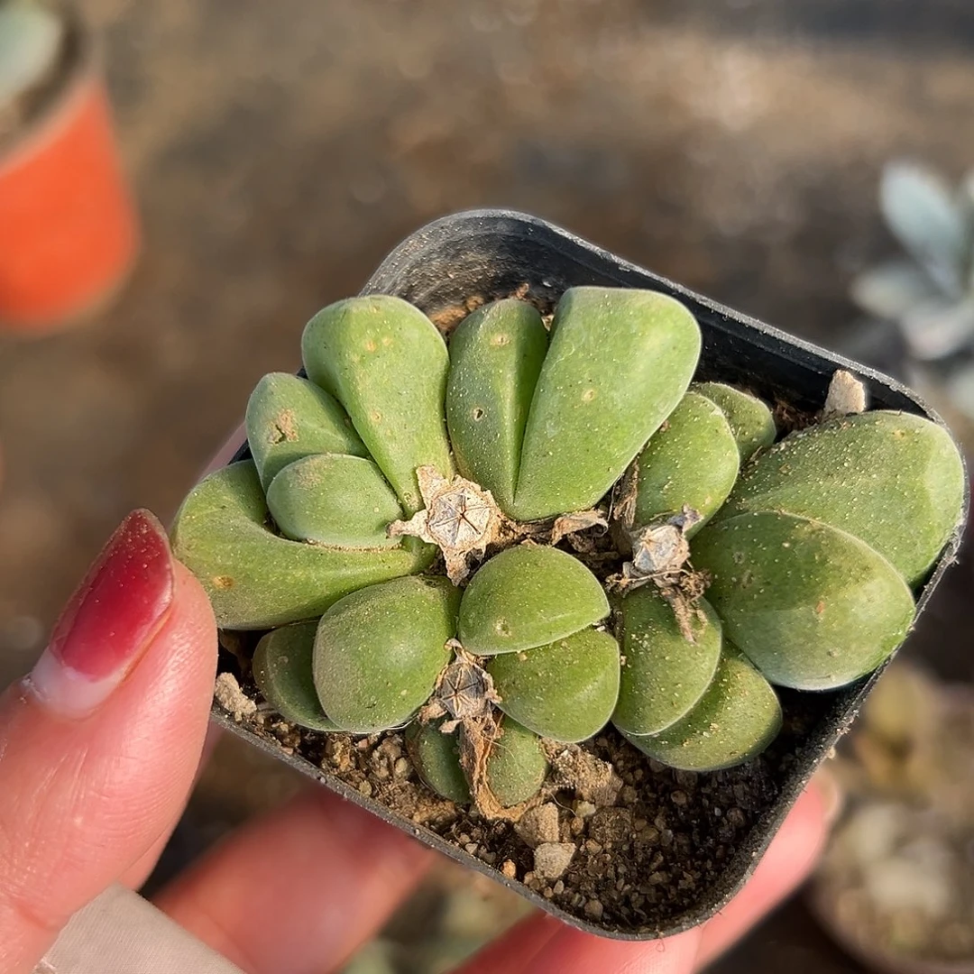 多肉植物无比玉群