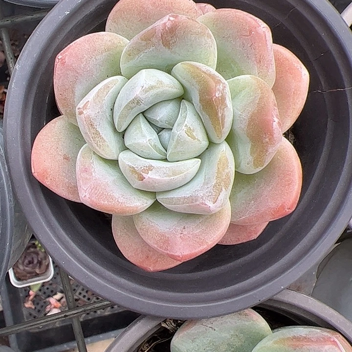 小冰玉多肉植物精品