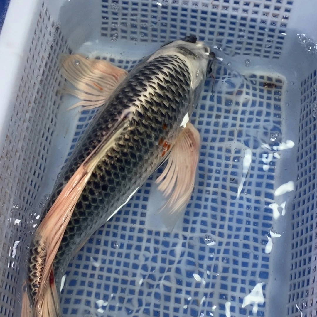 锦鲤冷水锦鲤包邮