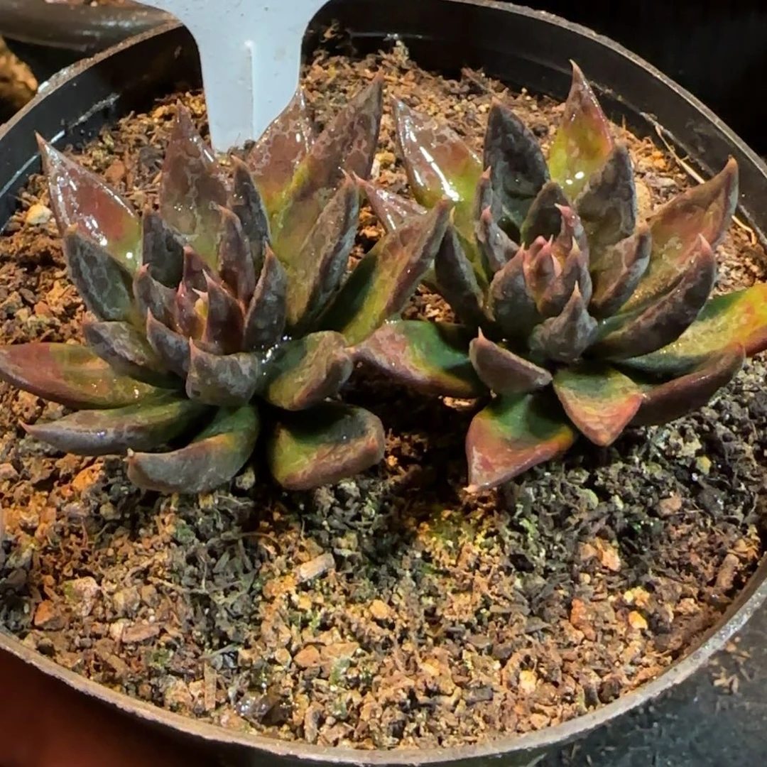 黑骑士302一物一拍包装收缩花旱