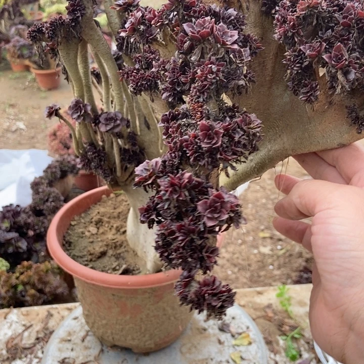 光***狂250黑缀老桩老转老住呗