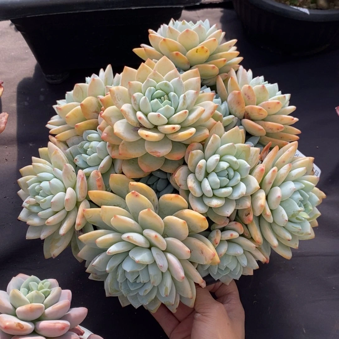 两单包邮1216-44冷香