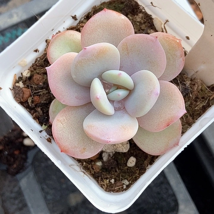 多肉植物奶茶879