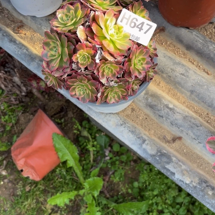 吉***宝瑞妈，，，。。。647安娜，