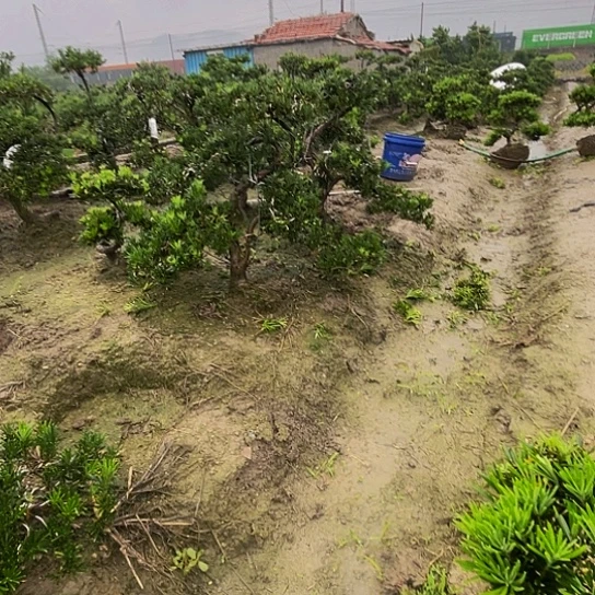 完全开放小叶罗汉松