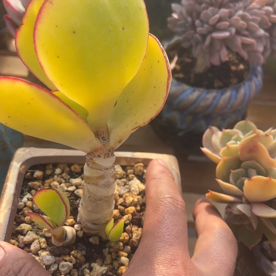 张*亿7337833883833853