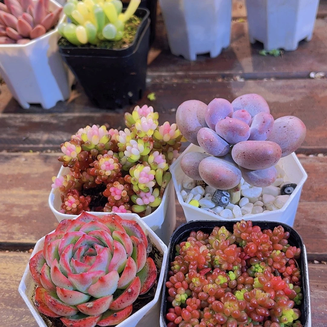 七彩龙珠➕胖美人➕侧影➕浆果