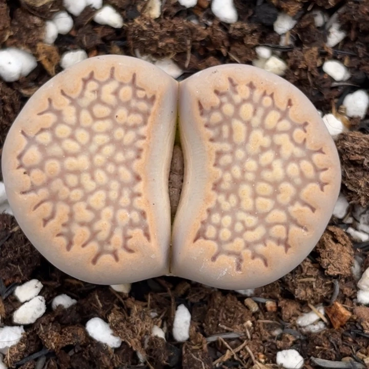 非偏远满20包邮247