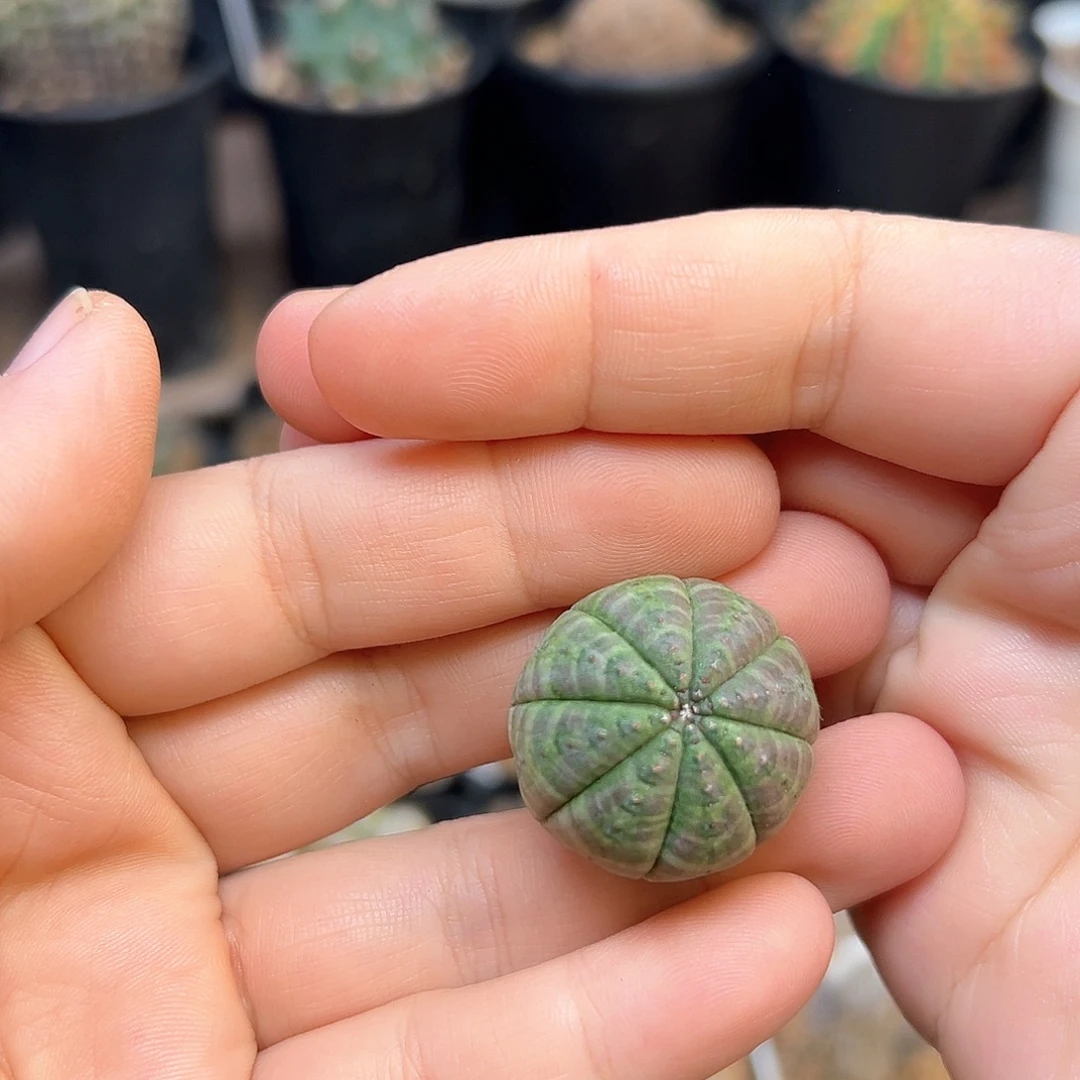 紫皮布纹球实生球一颗