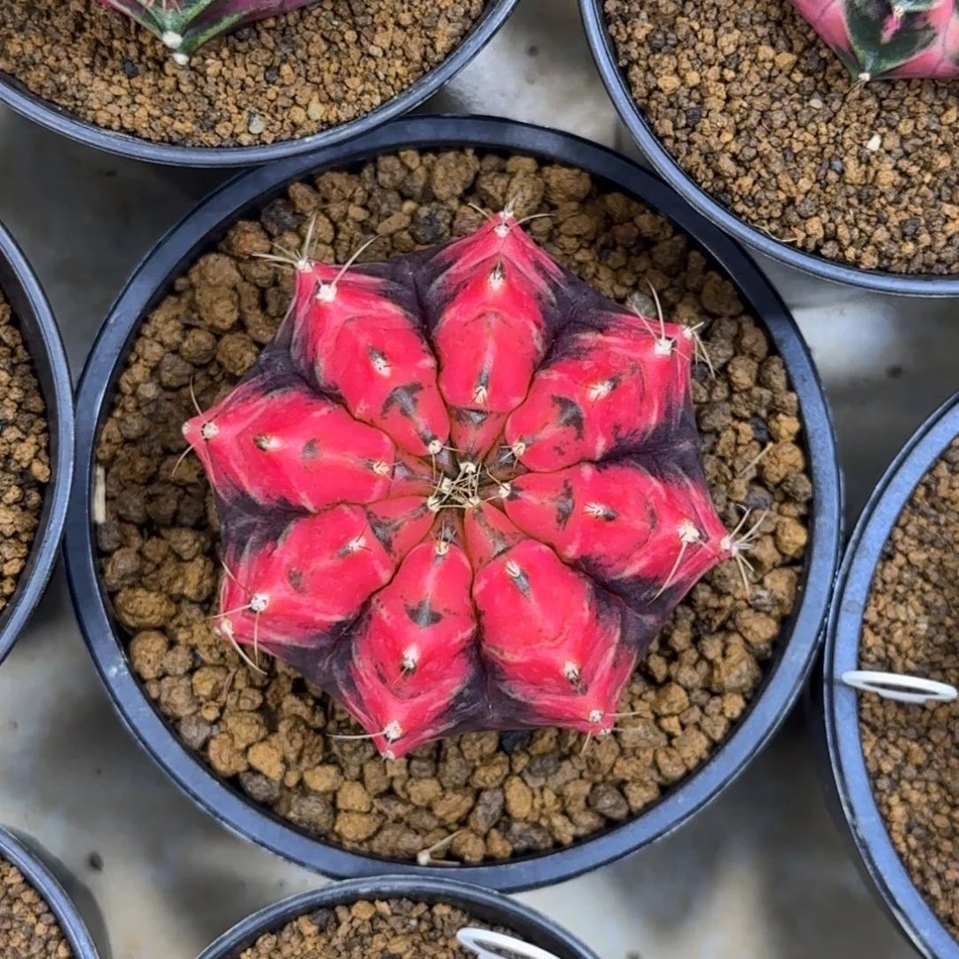 泰系实生黑红米哈锦