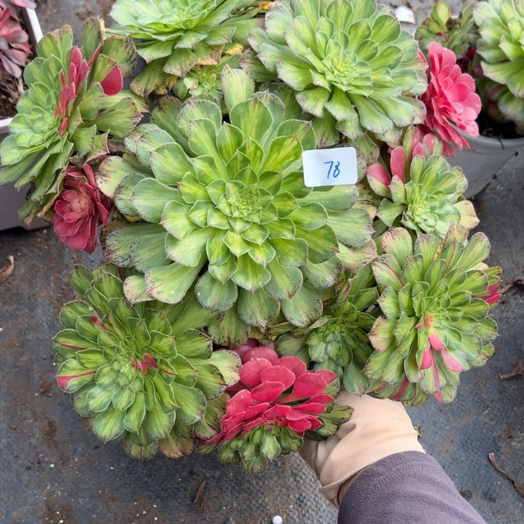 78知否多肉嘻嘻嘻