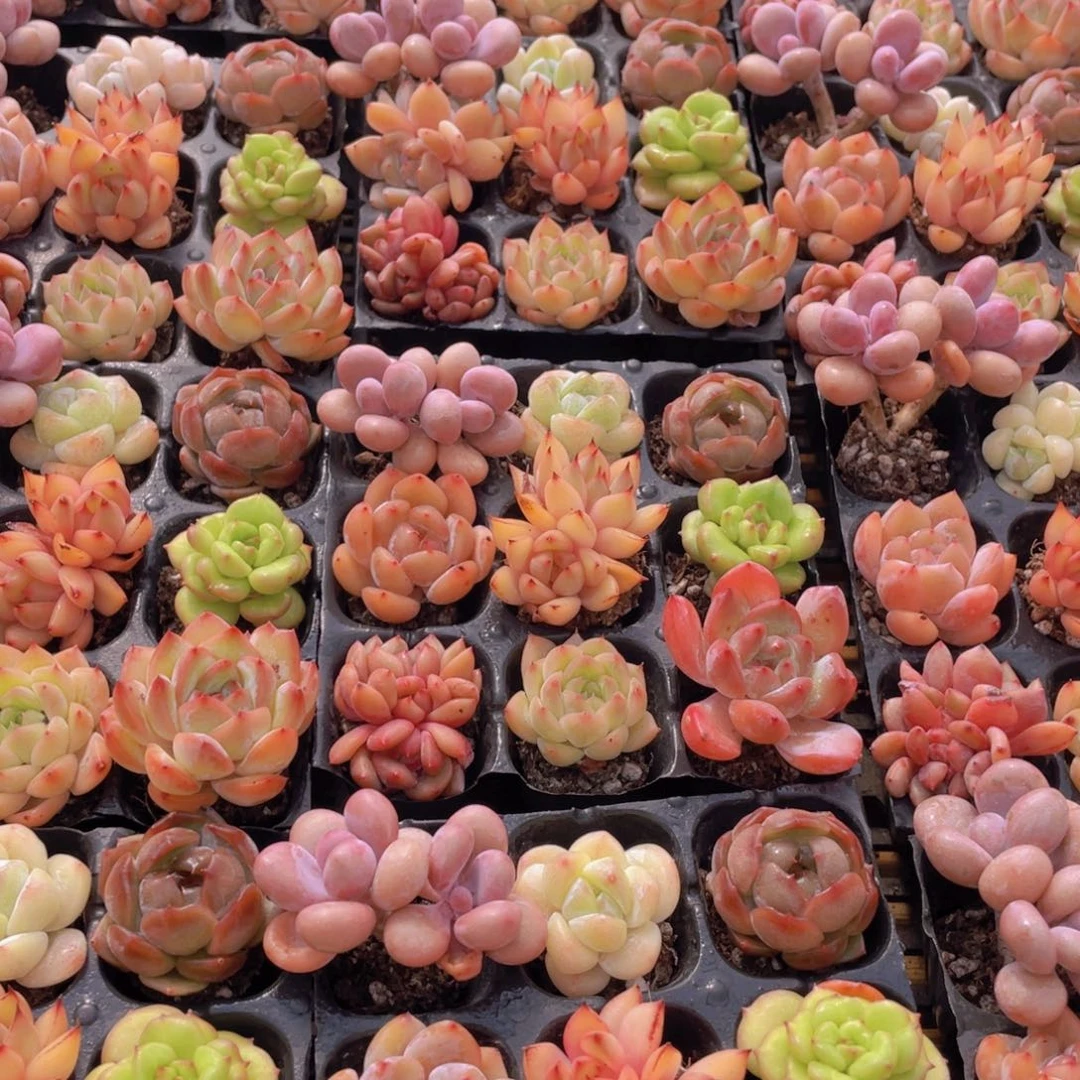 115号 七彩小可爱组合9个