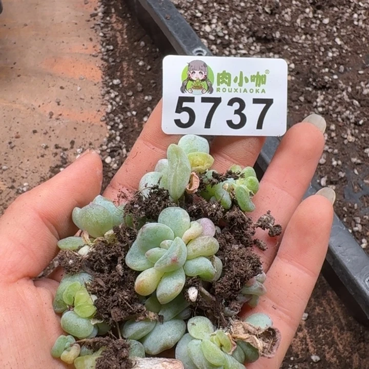 彩****多肉植物多肉植物